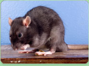 rat control Enfield Town